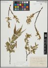 Foto von Salix alba L. x Salix fragilis L.